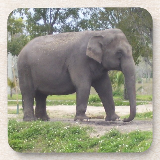 Dessous-de-verre Éléphant sur une promenade de prairie ombragée (Devant)