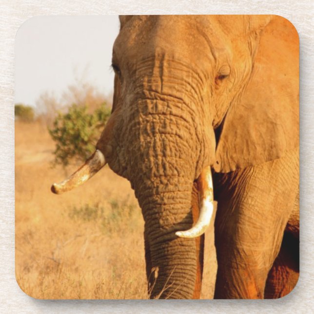 Dessous-de-verre Éléphants (Devant)
