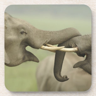 Dessous-de-verre Éléphants asiatiques indiens jouent à se battre
