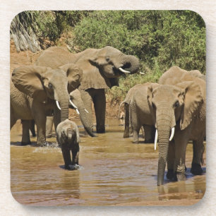 Dessous-de-verre Éléphants d'Afrique, Loxodonta Africana, Samburu