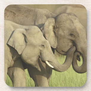 Dessous-de-verre Éléphants d'Asie indiens