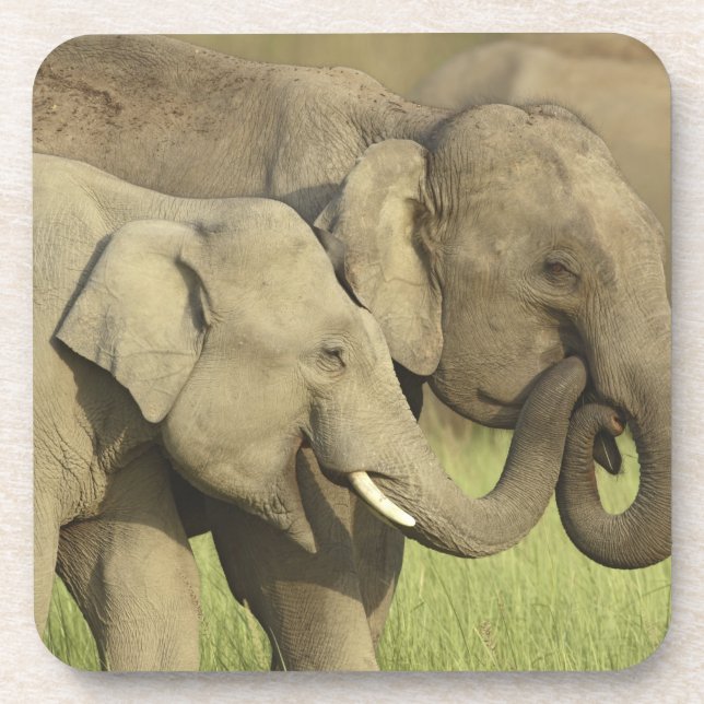 Dessous-de-verre Éléphants d'Asie indiens (Devant)