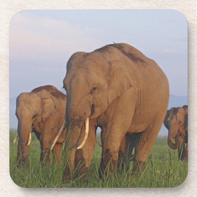 Dessous-de-verre Éléphants indiens dans la prairie (Devant)