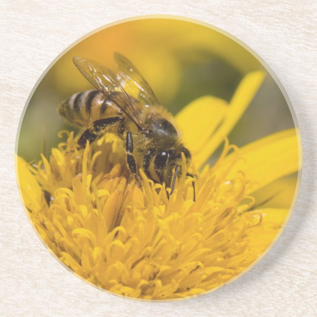 Dessous De Verre En Grès Abeille Africaine Avec Sacs De Pollen En Train De  (Devant)