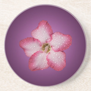 Dessous De Verre En Grès Adénium Fleur Rose Flore Dégradé Violet