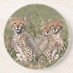 Dessous De Verre En Grès Afrique; Kenya; Masai Mara; Trois chatons guépard