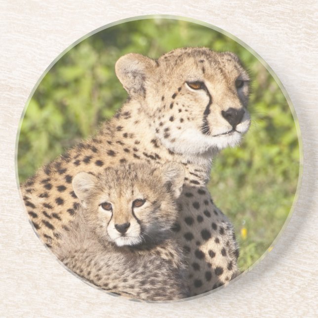 Dessous De Verre En Grès Afrique. Tanzanie. Guépard mère et petits 2 (Devant)
