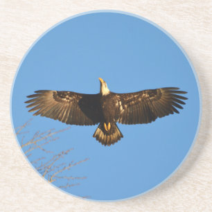 Dessous De Verre En Grès Aigle à tête blanche