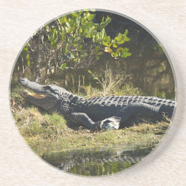 Dessous De Verre En Grès Alligator Américain se reposant Zone humide Nature (Devant)
