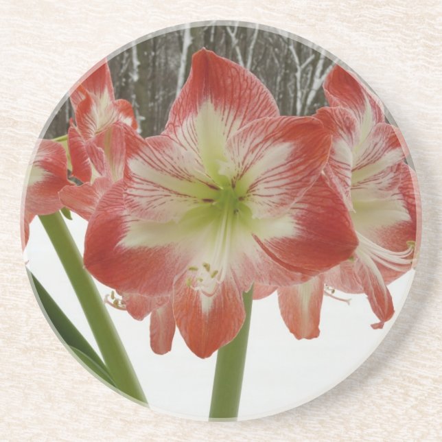 Dessous De Verre En Grès Amaryllis en Fête Rouge Neige Hiver Floral (Devant)