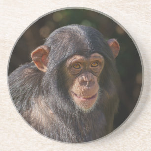 Dessous De Verre En Grès Âme joueuse – Gros plan sur un bébé chimpanzé