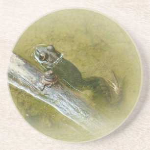 Dessous De Verre En Grès American Bullfrog - Rana catesbeiana