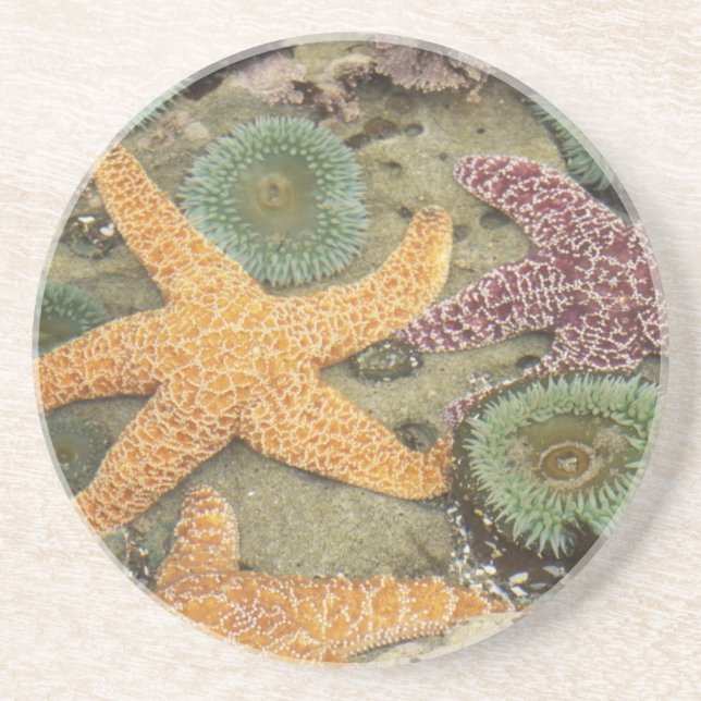 Dessous De Verre En Grès Anémones géantes vertes et étoiles de mer ocres (Devant)