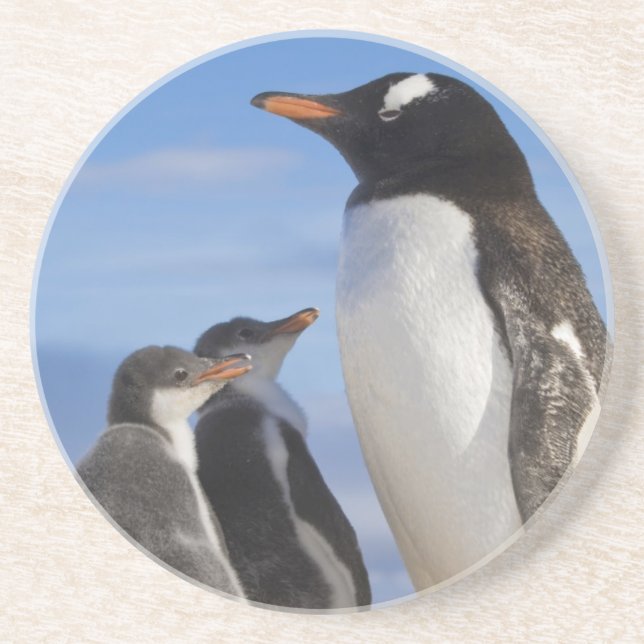 Dessous De Verre En Grès Antarctique, Anse Neko. Manchot gentoo 2 (Devant)