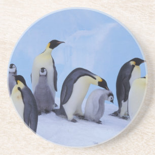 Dessous De Verre En Grès Antarctique, Emporer Penguins