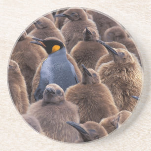 Dessous De Verre En Grès Antarctique, île de Géorgie du Sud, manchots royau