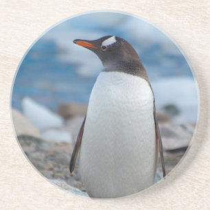 Dessous De Verre En Grès Antarctique. Neko Harbor. Manchot papou