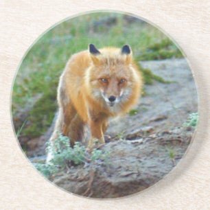 Dessous De Verre En Grès Art sauvage de photo de faune de renarde de Fox