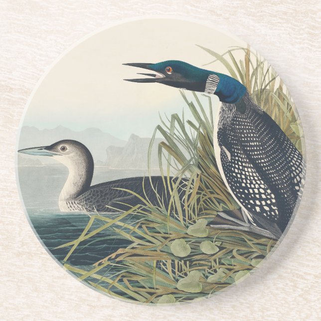 Dessous De Verre En Grès Audubon Bird Loon Diver Classic (Devant)