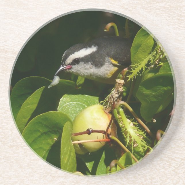 Dessous De Verre En Grès Bananaquit Bird Mange Photographie tropicale (Devant)