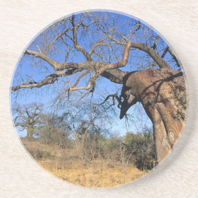 Dessous De Verre En Grès Baobab (Adansonia Digitata), Parc national Kruger (Devant)
