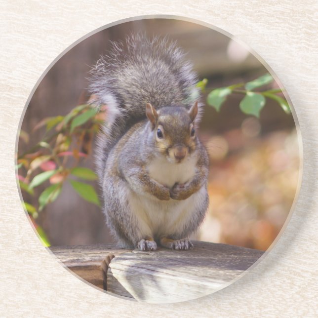 Dessous De Verre En Grès Begging Squirrel (Devant)