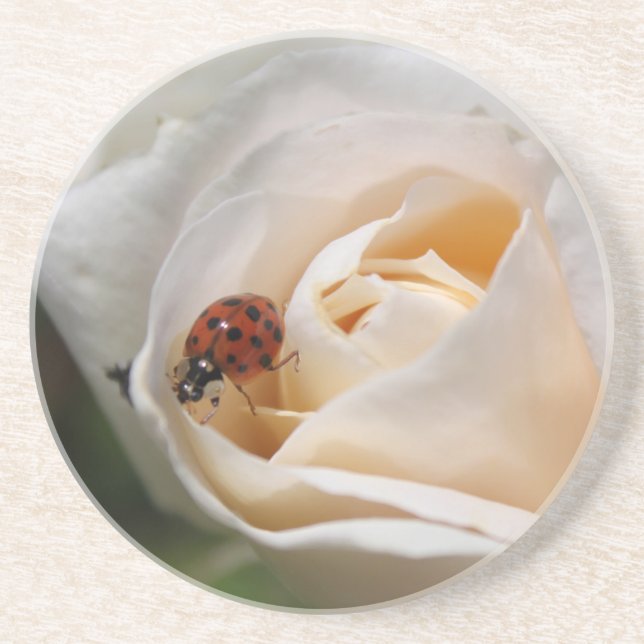 Dessous De Verre En Grès belle rose blanche fleur et coccinelle (Devant)