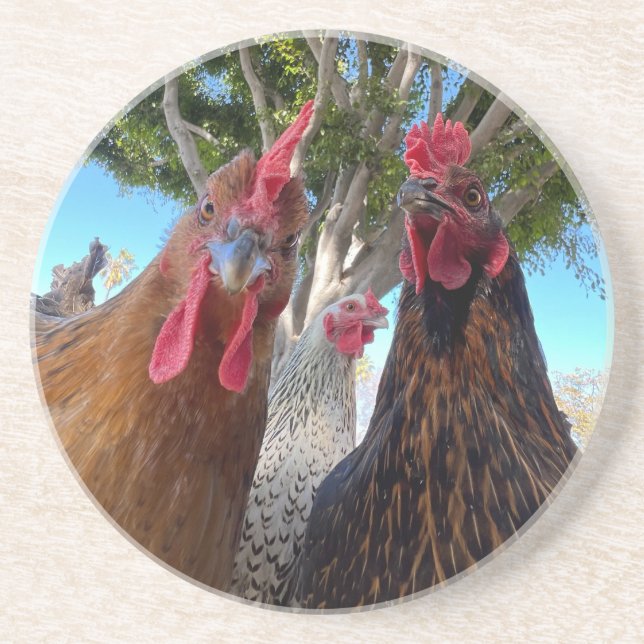 Dessous De Verre En Grès Birds with Attitude Sandstone Coaster (Devant)