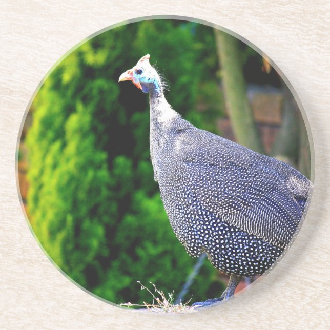 Dessous De Verre En Grès Bleu casqué Guinée Fowl debout au soleil (Devant)