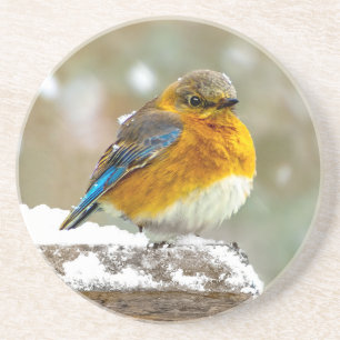 Dessous De Verre En Grès Bleuet de l'Est en neige - Photo originale