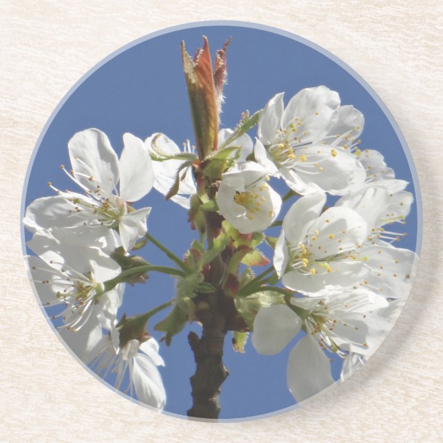Dessous De Verre En Grès Bloom du printemps blanc (Devant)