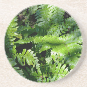 Dessous De Verre En Grès Botanique de fèves vertes de printemps