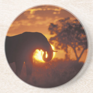 Dessous De Verre En Grès Botswana, parc national de Chobe, éléphant mâle
