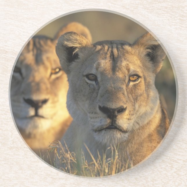Dessous De Verre En Grès Botswana, parc national de Chobe, Lionnes (Devant)