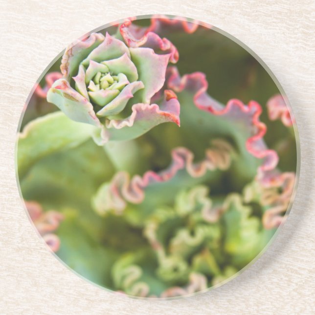 Dessous De Verre En Grès Bourgeon émergent d'une plante Echeveria (Devant)