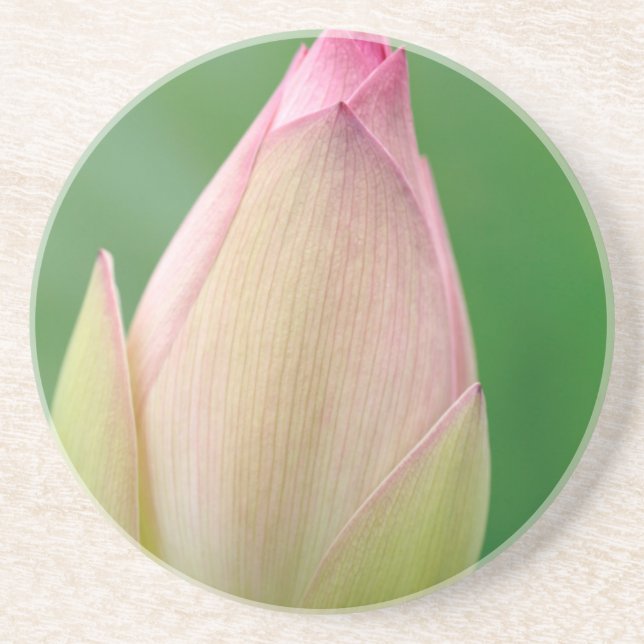 Dessous De Verre En Grès Bulbe de nénuphar non ouvert, Jardin botanique de  (Devant)