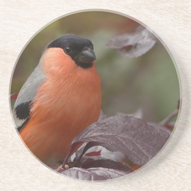 Dessous De Verre En Grès Bull Finch (Devant)