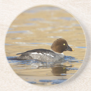 Dessous De Verre En Grès Canard commun de Goldeneye