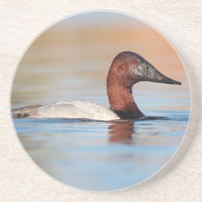 Dessous De Verre En Grès Canard de Canvasback mâle (Devant)