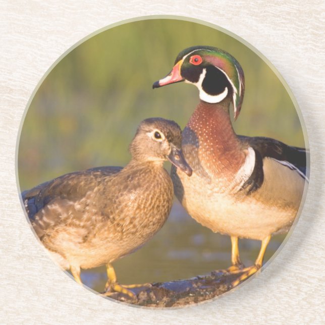 Dessous De Verre En Grès Canards branchus et femelle sur une bûche dans une (Devant)