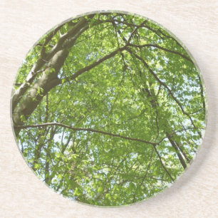 Dessous De Verre En Grès Canopée du printemps Feuille Green Nature Scene