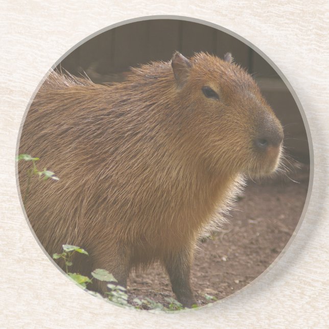 Dessous De Verre En Grès Capybara (Devant)