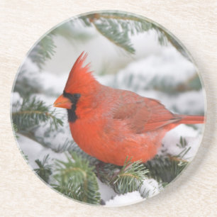 Dessous De Verre En Grès Cardinal du Nord dans un sapin baumier en hiver