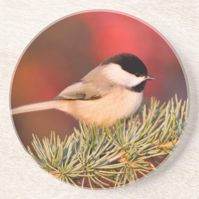 Dessous De Verre En Grès Carolina Chickadee en Cèdre Blue Atlas (Devant)