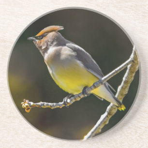 Dessous De Verre En Grès Cèdre cire Songbird Photo originale Oiseau sauvage