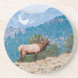 Dessous De Verre En Grès Cerf (Cervus Elephus) mâle bramant