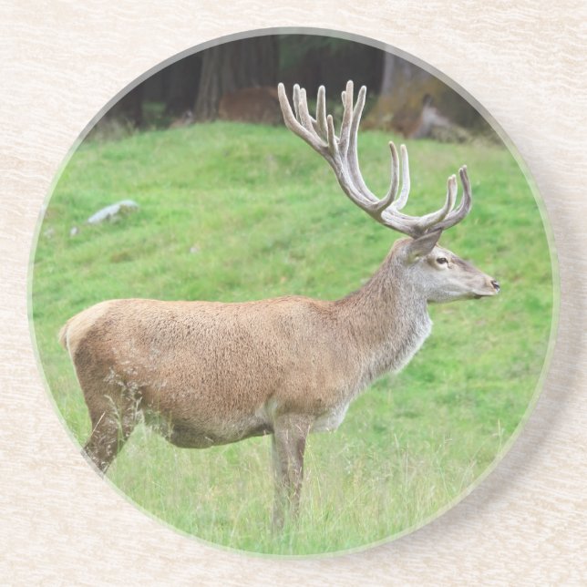 Dessous De Verre En Grès cerfs communs masculins (Devant)
