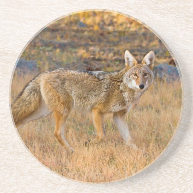 Dessous De Verre En Grès Chasse au Coyote (Canis Latrans) (Devant)
