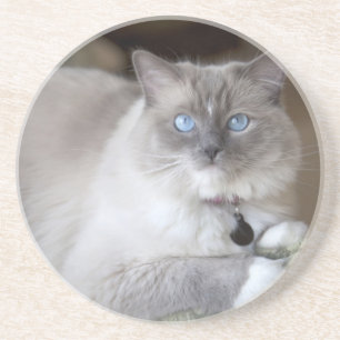 Dessous De Verre En Grès Chatte Ragdoll