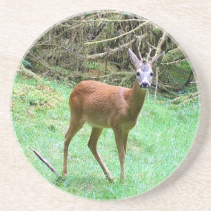 Dessous De Verre En Grès Chevreuil Habitat Naturel Faune Grès